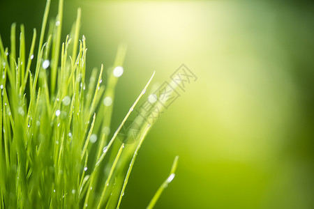 绿草有水阳光明亮大自然背景绿夏季草地日出图片