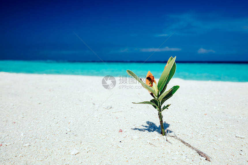 绿色的小植物长叶种在海滩上蓝背景中概念绿色植物在沙滩上绿色植物在沙滩上图片