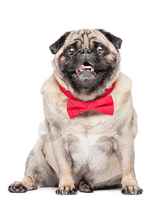 一只红领带的小狗对着摄影机微笑白斑狗红领带的小快乐图片