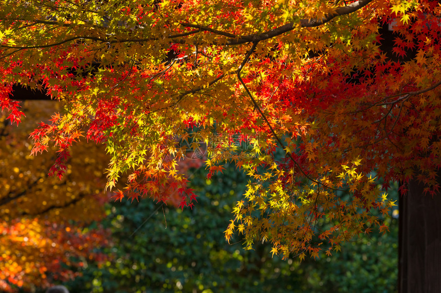 美丽的树有多彩秋叶图片