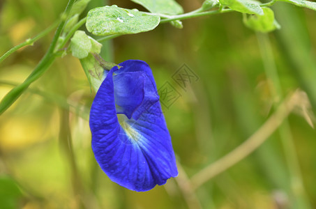 大自然中美丽的新鲜蓝豆花图片