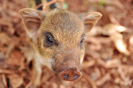 泰国养猪场的可爱图片