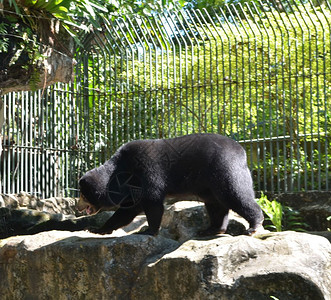 公园的黑熊亚洲动物园图片