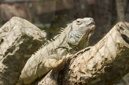 泰国动物园露天的Iguana图片