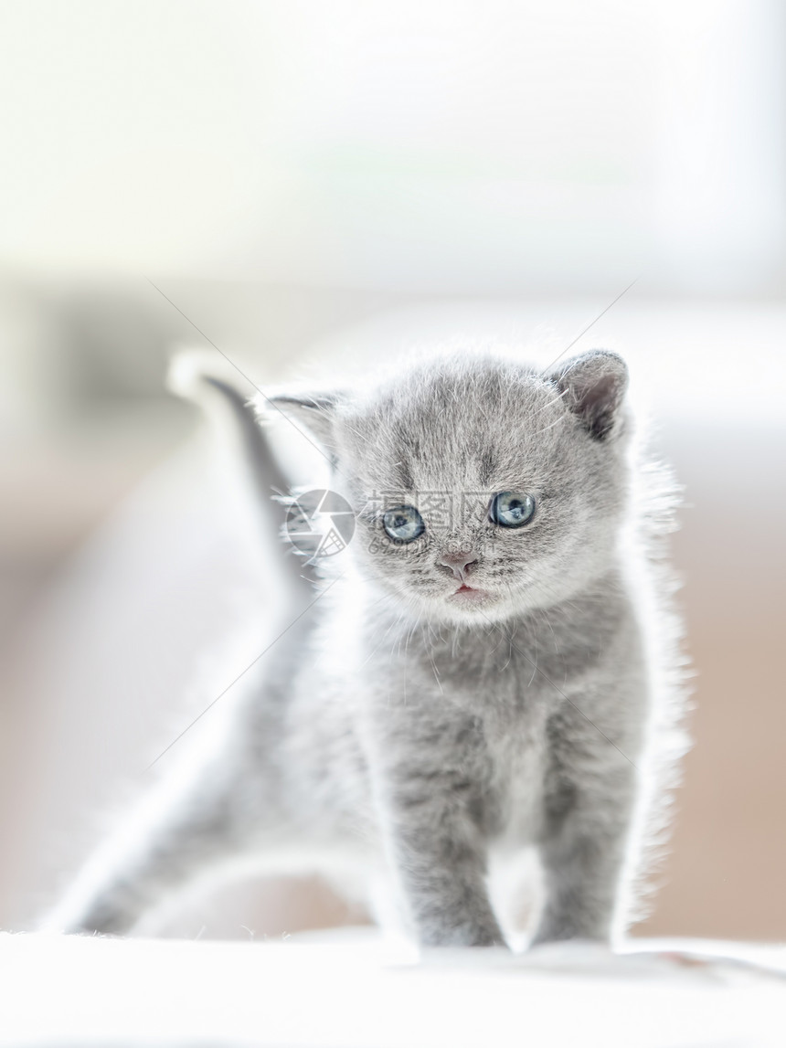 可爱的毛灰猫站在一个随时可以玩的姿势上英国短发毛灰猫图片