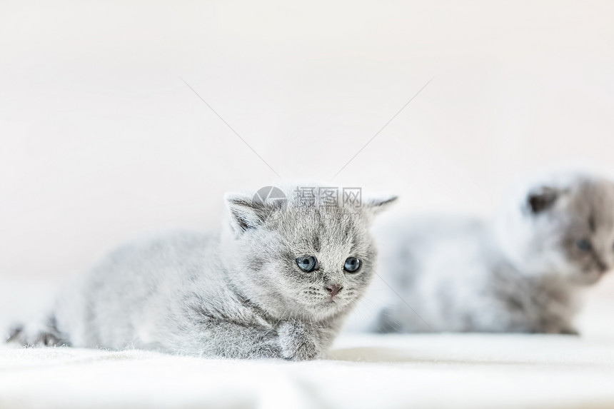 蓝眼睛的灰色小猫躺在床单上看去很可爱长得像英国短发可爱的脆弱小猫英国短发图片