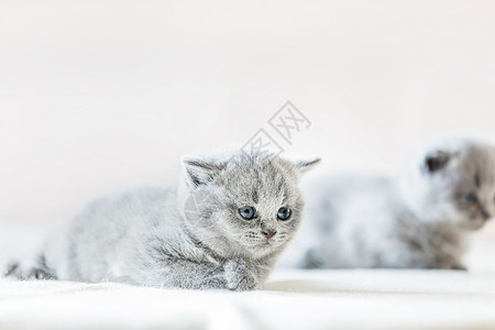 蓝眼睛的灰色小猫躺在床单上看去很可爱长得像英国短发可爱的脆弱小猫英国短发背景图片