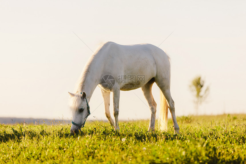 白马从田野里吃草图片