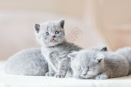 两只小猫两只睡着一坐在摄像机后面看英国短发一群小灰猫英国短发背景