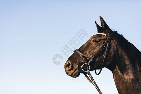 一匹野马在天空背景的画像近距离天空背景年轻的种马背景图片