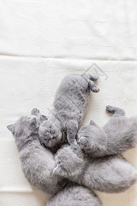 一群小可爱的灰色猫睡着的毛小猫英国短发可爱的灰色小猫睡着的灰色小猫图片