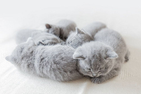 躺着睡觉的小猫一群睡着的年轻小猫一起躺着英国短发猫一群睡着的小猫背景