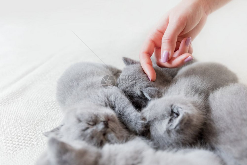 女人手摸一只可爱的灰色睡猫英国短发手摸一只睡猫图片