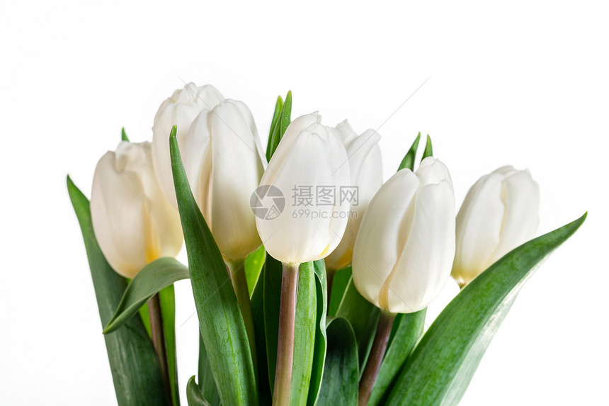 白色春花组图片