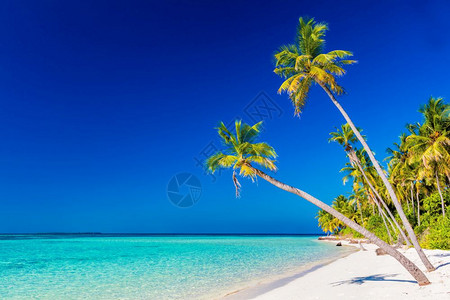 热带岛屿沙滩上有椰子棕榈树马尔代夫印度洋沙滩上有椰子棕榈树图片