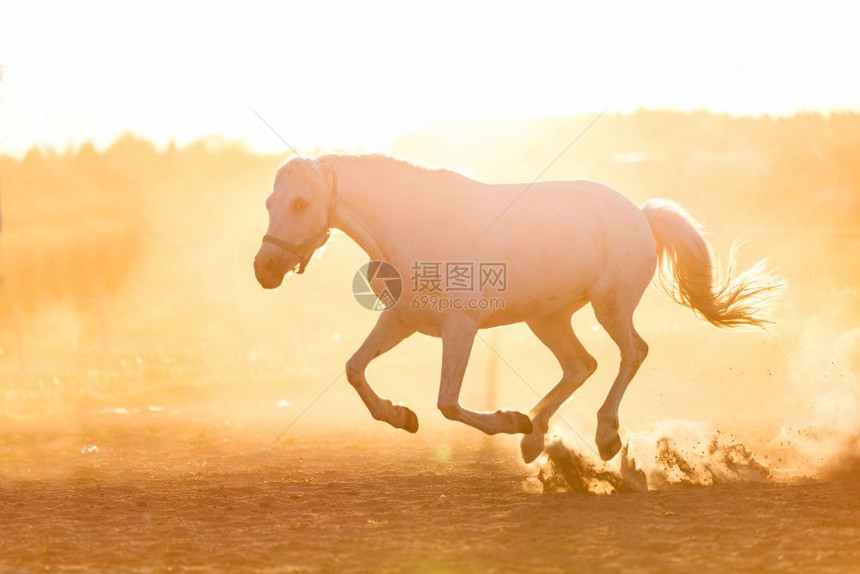 白马在日落的沙子上奔跑野兽灰色纯种马图片