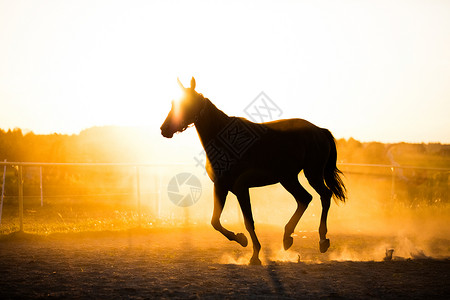 黑马在日落时跑墙上日光照亮了一匹马背景图片