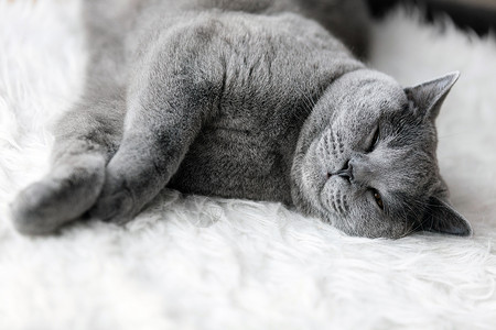 英国短发小猫用蓝色灰毛皮养小猫年轻的可爱小猫睡着的白皮毛英国短发小猫睡着可爱的白皮毛背景图片