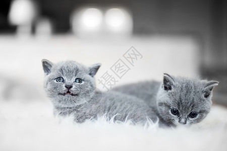 小个子两只小猫躺在彼此旁边的白毛毯上小猫的英国短发两只小猫躺在彼此旁边背景