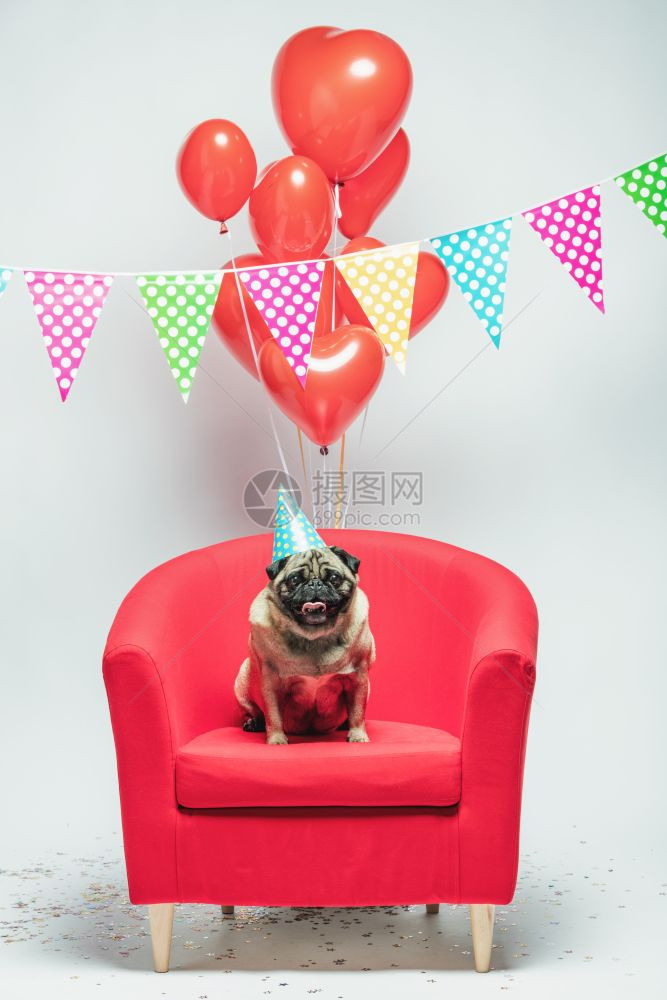 坐在红椅子上背着多彩的花兰和红心形子生日小狗在喜庆的背景图片