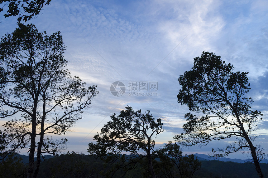 自然树日落图片