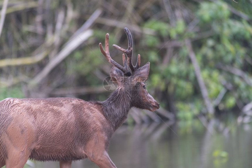 泰国KhaoYai公园森林中的Sambar鹿图片