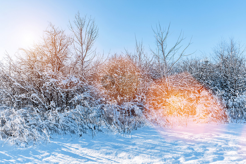 冬季公园有霜冻的树木和大量雪阳光从树后面闪耀有霜冻的树木和大量雪图片