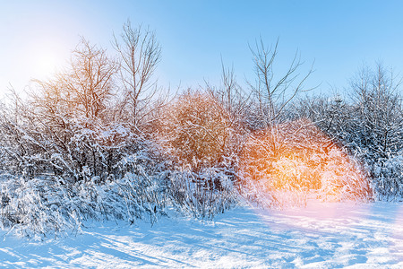 冬季公园有霜冻的树木和大量雪阳光从树后面闪耀有霜冻的树木和大量雪图片