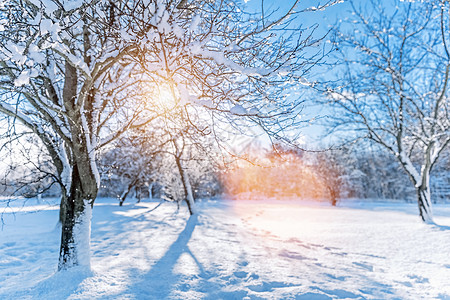 冬季公园阳光明媚照耀明照耀着照阳光阳光下冬季图片