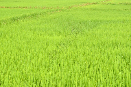 水稻田自然背景图片