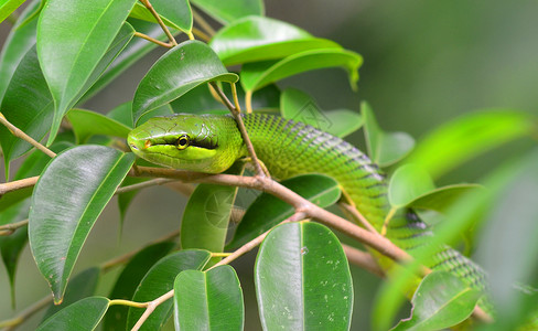 蛇绿色泰国雨林中的绿蛇背景