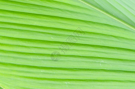 绿棕榈叶的线条和纹理图片
