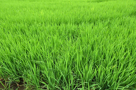 泰国绿稻田图片