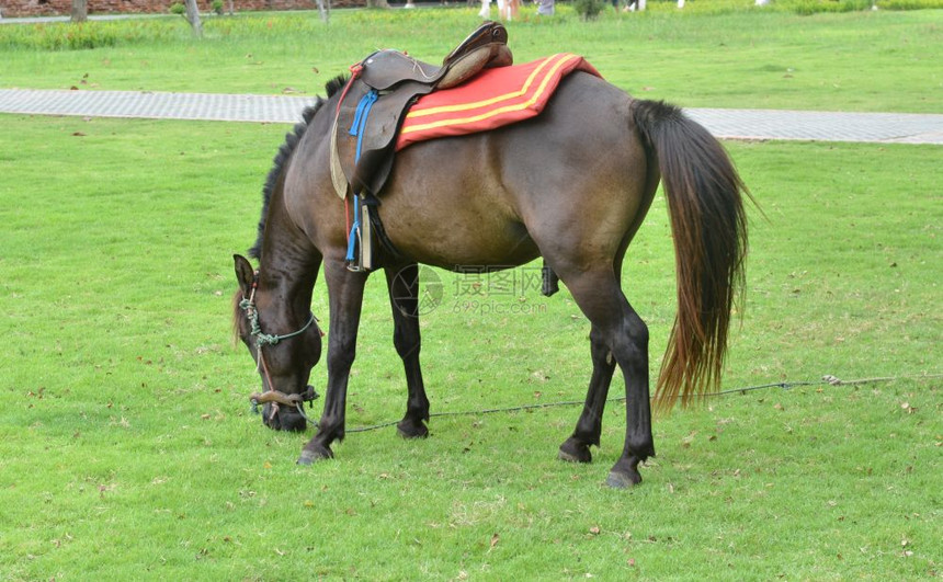 一只棕色马在草坪上放牧图片