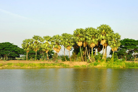 田间甘蔗棕榈树泰国图片