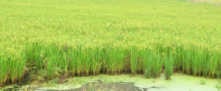 水稻农业图片