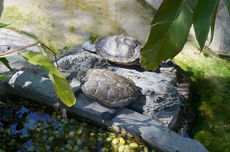 加拉帕戈斯乌龟背景图片