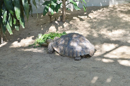 加拉帕戈斯乌龟图片