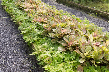 花丛茂密的园圃有花朵和多彩的植物图片