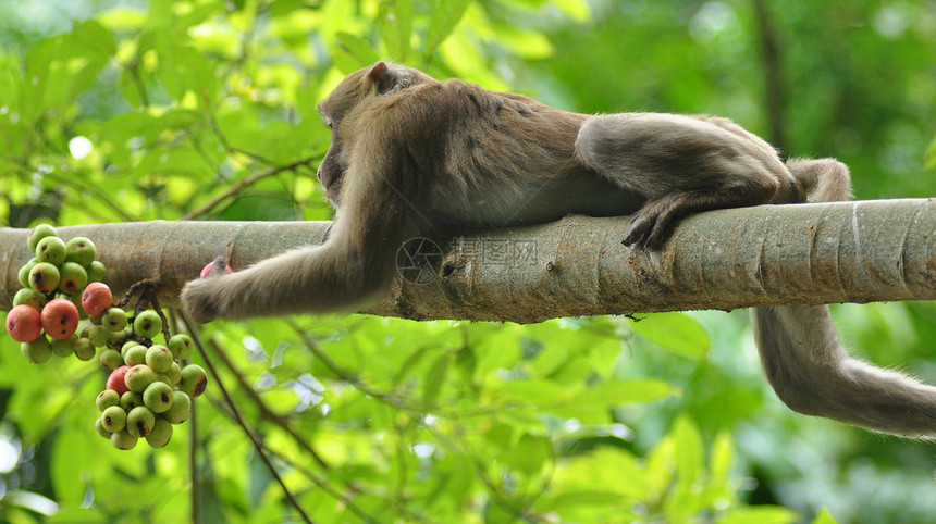 猴子在大自然中的行为野生怪兽图片
