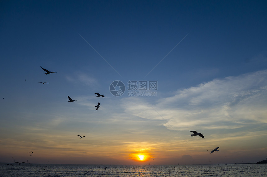 海日落飞鸟图片