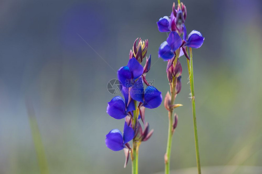 Dusita花热带林植物图片