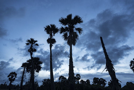 棕榈树日落黄昏时间图片