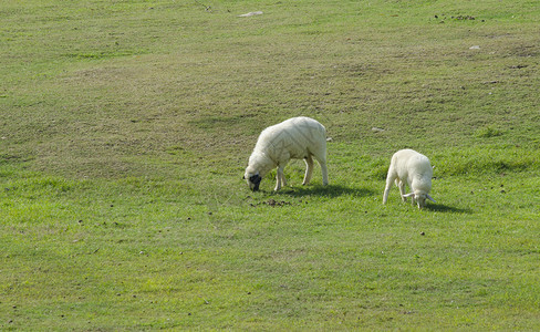 新西兰南岛的羊农场图片