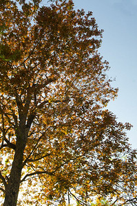 蓝天背景的秋树图片