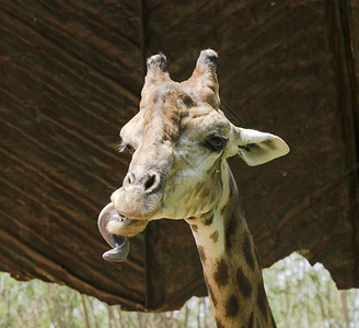 奇特长颈鹿的肖像Giraffacommerlopardalis图片