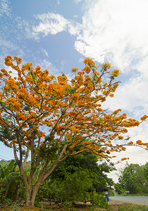 克里希捷树上的孔雀花背景