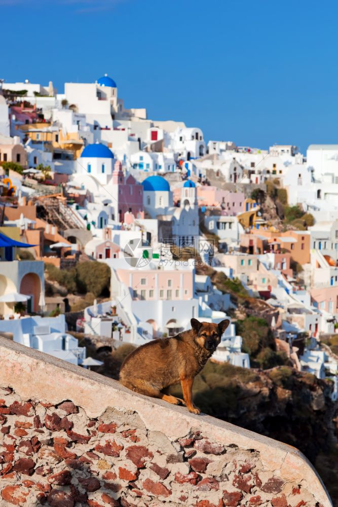 希腊圣托里尼Oia镇的石墙上坐着无家可归的流浪狗图片