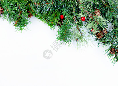 白色背景的圣诞树常青枝图片