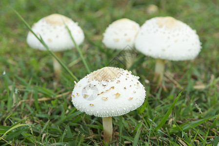 草原上的白蘑菇图片